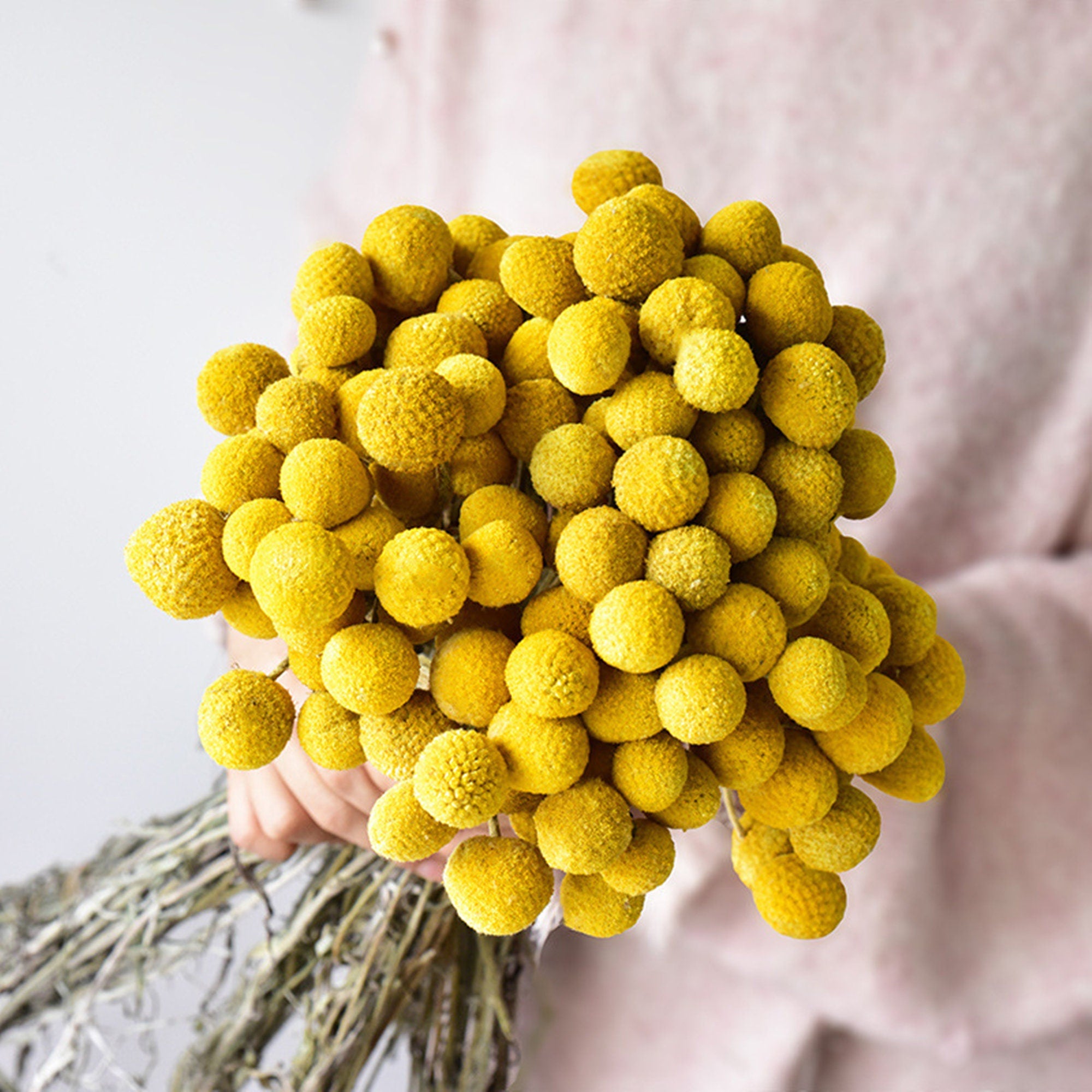 yellow billy ball| pampas grass wholesale | dried flowers wholesale,home decoration,Christmas,Wedding Celebration -PAMPAS grass wholesale and dried flowers wholesale near me