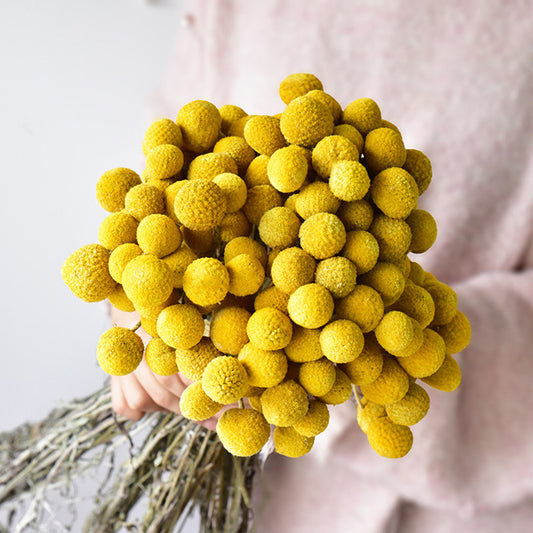 yellow billy ball| pampas grass wholesale | dried flowers wholesale,home decoration,Christmas,Wedding Celebration -PAMPAS grass wholesale and dried flowers wholesale near me