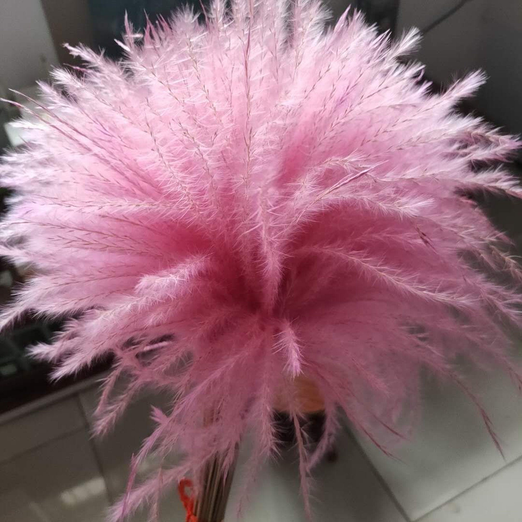 50 PCS  dried flower bouquet wedding decoration flower natural reed grass garden wedding supplies true bouquet,natural flower. -PAMPAS grass wholesale and dried flowers wholesale near me