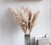 5 PCS ,South American prairie grass 34-35 inch natural dry South American prairie grass decoration, vase floral arrangement -PAMPAS grass wholesale and dried flowers wholesale near me