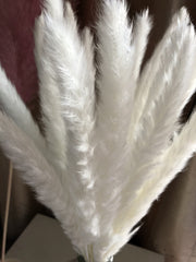 15 stems white feathers natural dried reeds  dried flower bouquet small pampas -PAMPAS grass wholesale and dried flowers wholesale near me