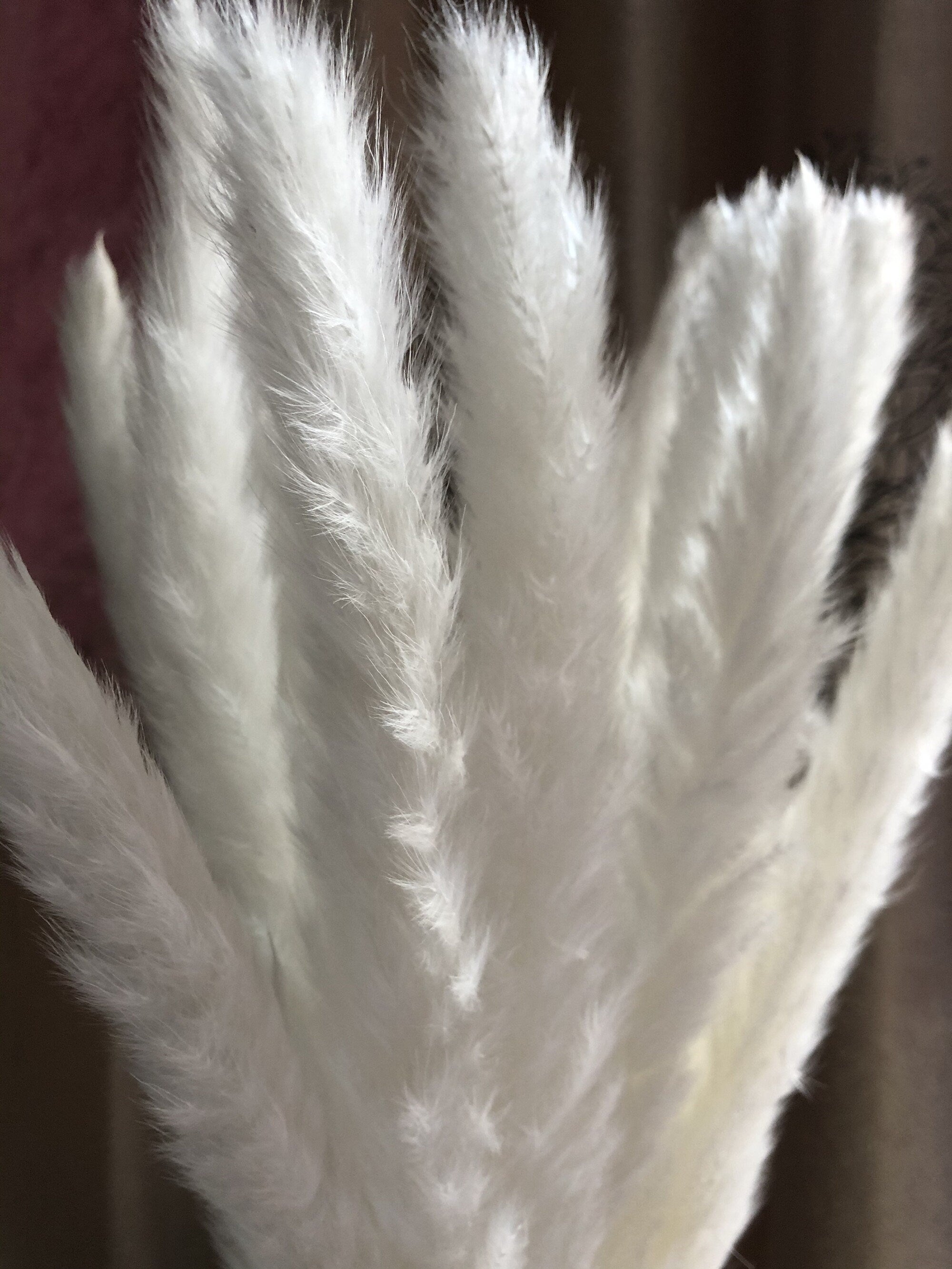 15 stems white feathers natural dried reeds  dried flower bouquet small pampas -PAMPAS grass wholesale and dried flowers wholesale near me