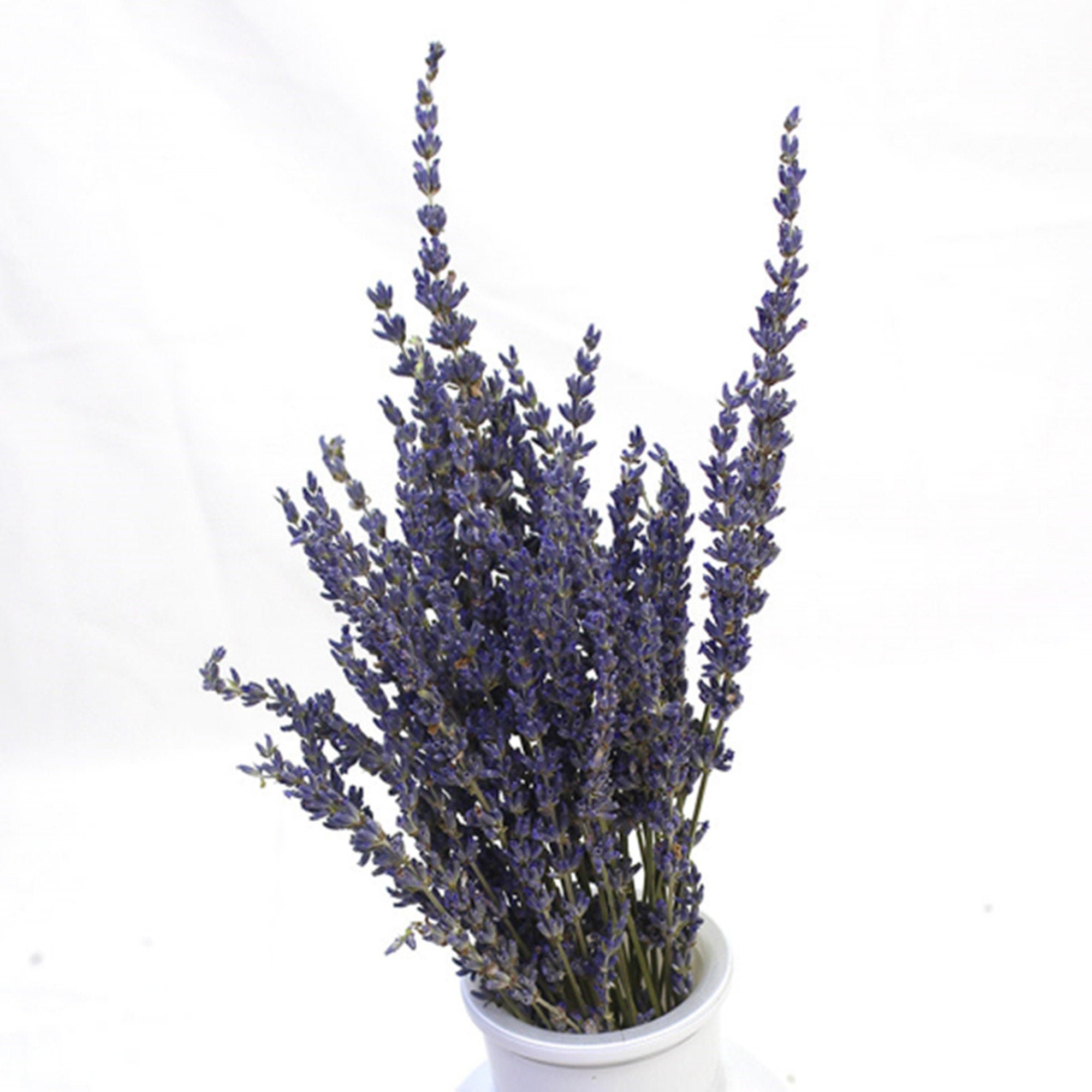 250-300 stems/bundle, lavender, high-quality dried flowers, purple lavender, wedding decoration, home decoration dried flowers -PAMPAS grass wholesale and dried flowers wholesale near me