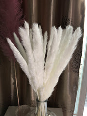 15 stems white feathers natural dried reeds  dried flower bouquet small pampas -PAMPAS grass wholesale and dried flowers wholesale near me