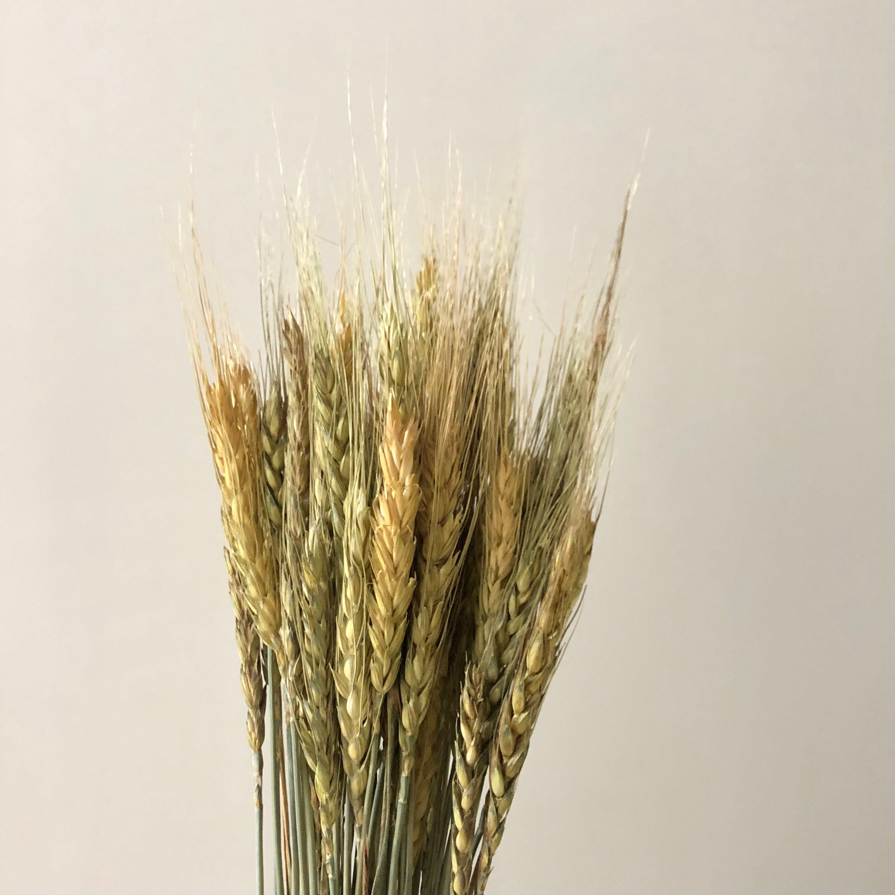 About 50 high-quality natural wheat dried flowers, bouquets, flower arrangements, handmade flowers. -PAMPAS grass wholesale and dried flowers wholesale near me