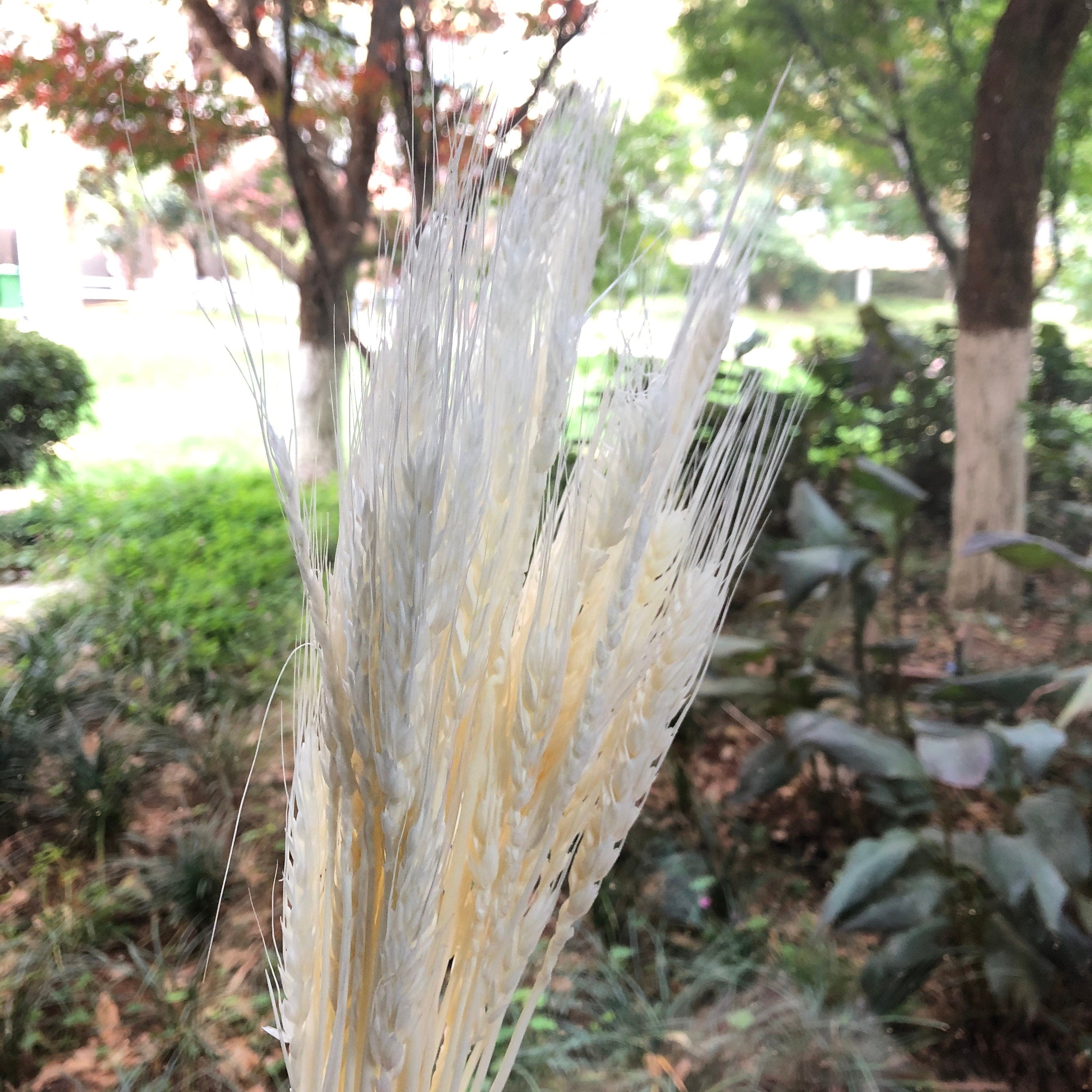 About 50 high-quality natural wheat dried flowers, bouquets, flower arrangements, handmade flowers. -PAMPAS grass wholesale and dried flowers wholesale near me