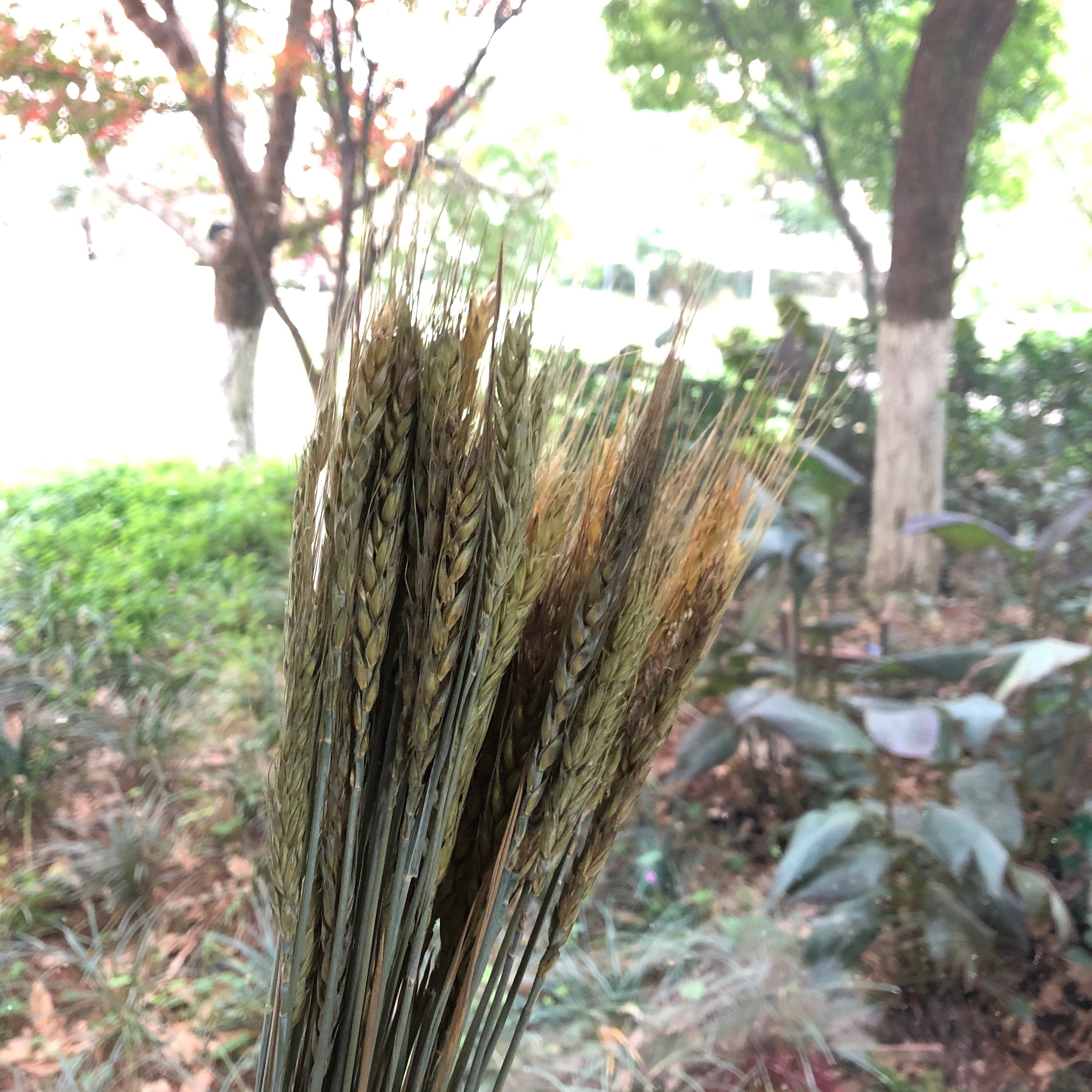 About 50 high-quality natural wheat dried flowers, bouquets, flower arrangements, handmade flowers. -PAMPAS grass wholesale and dried flowers wholesale near me