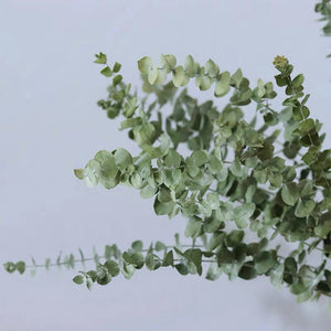 Our Factory Wholesale Eucalyptus Leaf Natural H ome Party Wedding Decorations Dried Flowers Eucalyptus Leaves Leaf -PAMPAS grass wholesale and dried flowers wholesale near me
