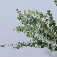 Our Factory Wholesale Eucalyptus Leaf Natural H ome Party Wedding Decorations Dried Flowers Eucalyptus Leaves Leaf -PAMPAS grass wholesale and dried flowers wholesale near me