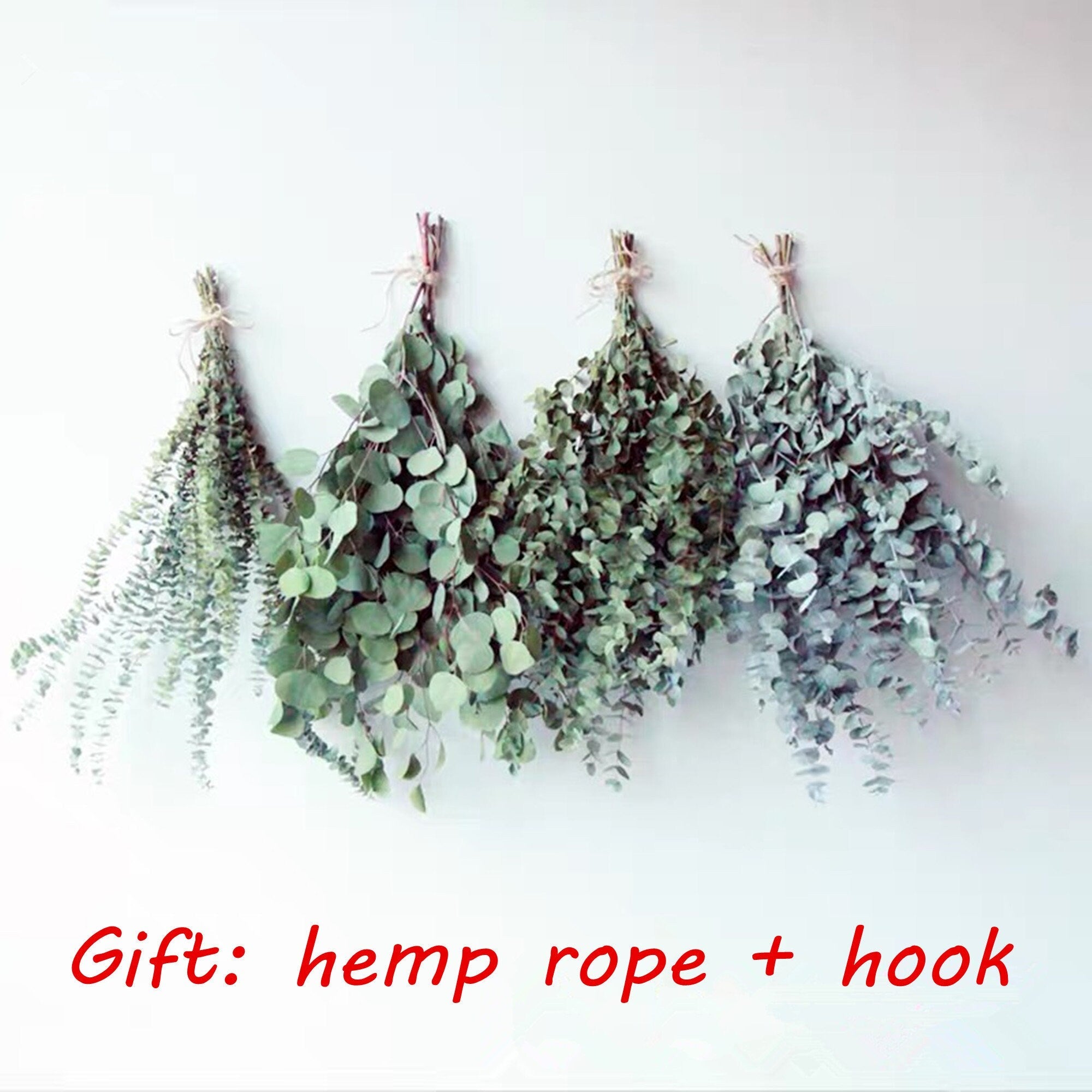 Our Factory Wholesale Eucalyptus Leaf Natural H ome Party Wedding Decorations Dried Flowers Eucalyptus Leaves Leaf -PAMPAS grass wholesale and dried flowers wholesale near me