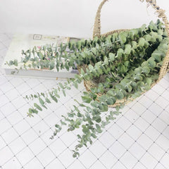 Our Factory Wholesale Eucalyptus Leaf Natural H ome Party Wedding Decorations Dried Flowers Eucalyptus Leaves Leaf -PAMPAS grass wholesale and dried flowers wholesale near me