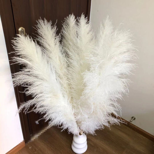 PAMPAS GRASS  35''- over100000 stems White  Dried Pampas Plant Decor, Pampas Wedding Decor Bouquet, Boho Bohemian Wedding Flower -PAMPAS grass wholesale and dried flowers wholesale near me
