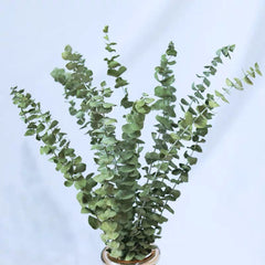 Our Factory Wholesale Eucalyptus Leaf Natural H ome Party Wedding Decorations Dried Flowers Eucalyptus Leaves Leaf -PAMPAS grass wholesale and dried flowers wholesale near me