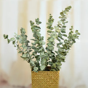 Our Factory Wholesale Eucalyptus Leaf Natural H ome Party Wedding Decorations Dried Flowers Eucalyptus Leaves Leaf -PAMPAS grass wholesale and dried flowers wholesale near me