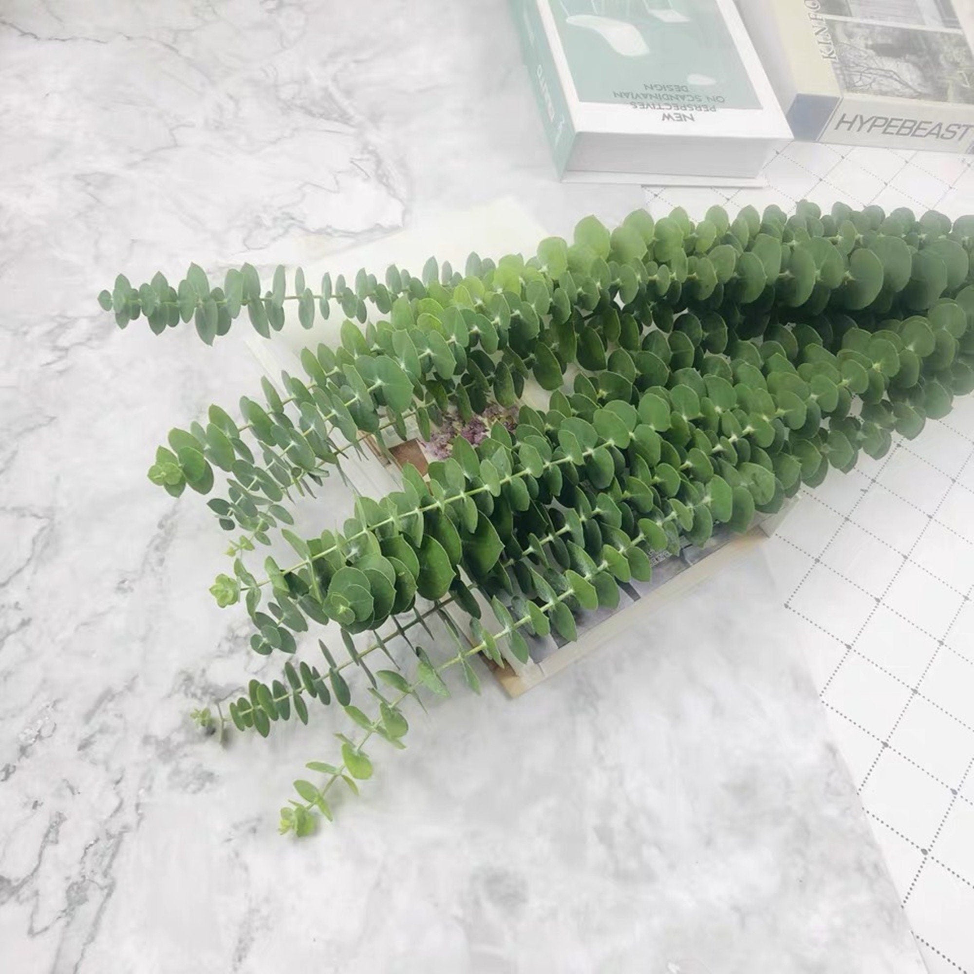 Our Factory Wholesale Eucalyptus Leaf Natural H ome Party Wedding Decorations Dried Flowers Eucalyptus Leaves Leaf -PAMPAS grass wholesale and dried flowers wholesale near me