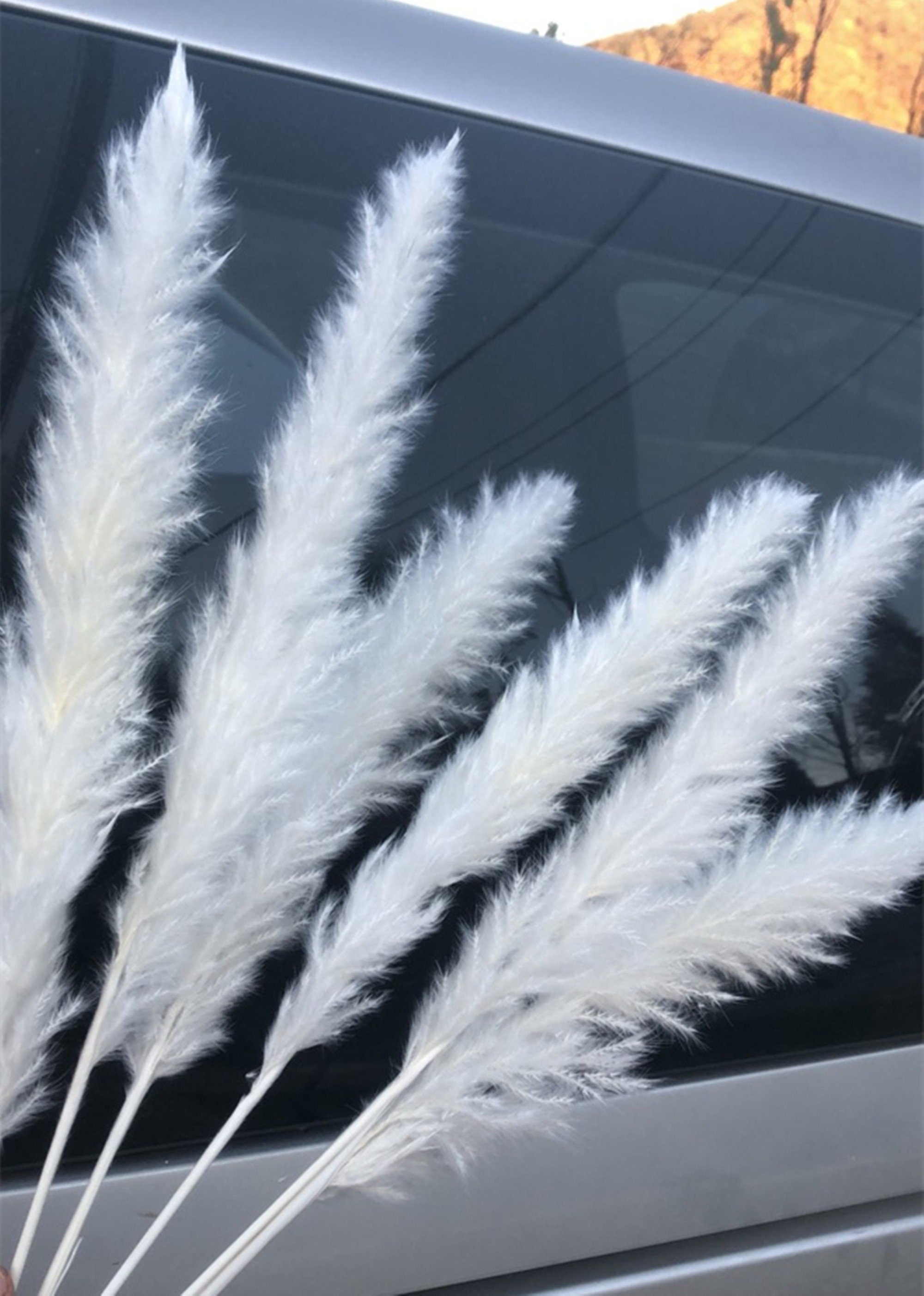 15 stems white feathers natural dried reeds  dried flower bouquet small pampas -PAMPAS grass wholesale and dried flowers wholesale near me