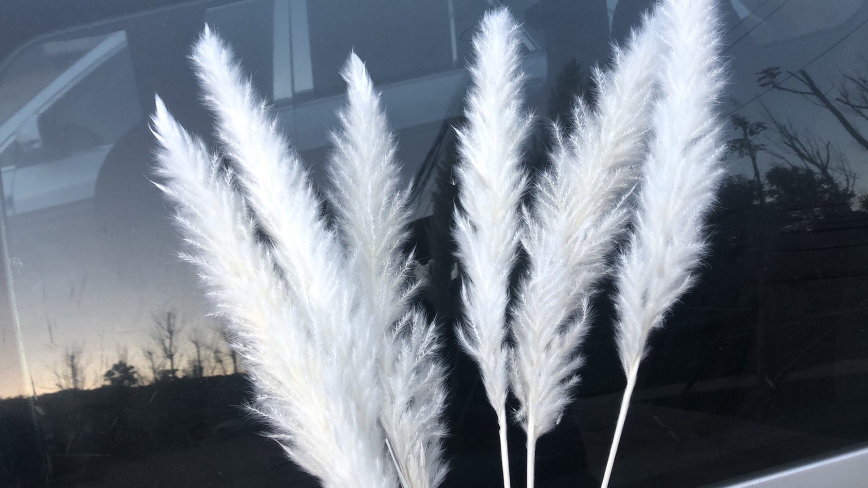 15 stems white feathers natural dried reeds  dried flower bouquet small pampas -PAMPAS grass wholesale and dried flowers wholesale near me