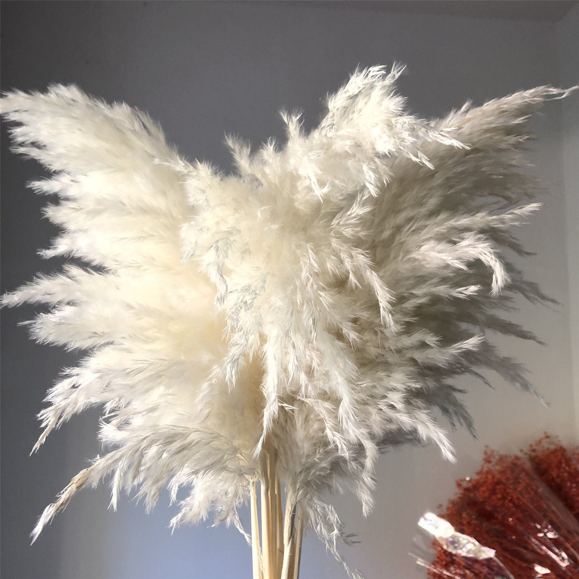 5 STEMS White PAMPAS GRASS - Natural Dried Pampas Grass Decor, Reed Plume, Dry Boho Wedding Flower Arrangement, Tall Bohemian Plant Home Decor -PAMPAS grass wholesale and dried flowers wholes