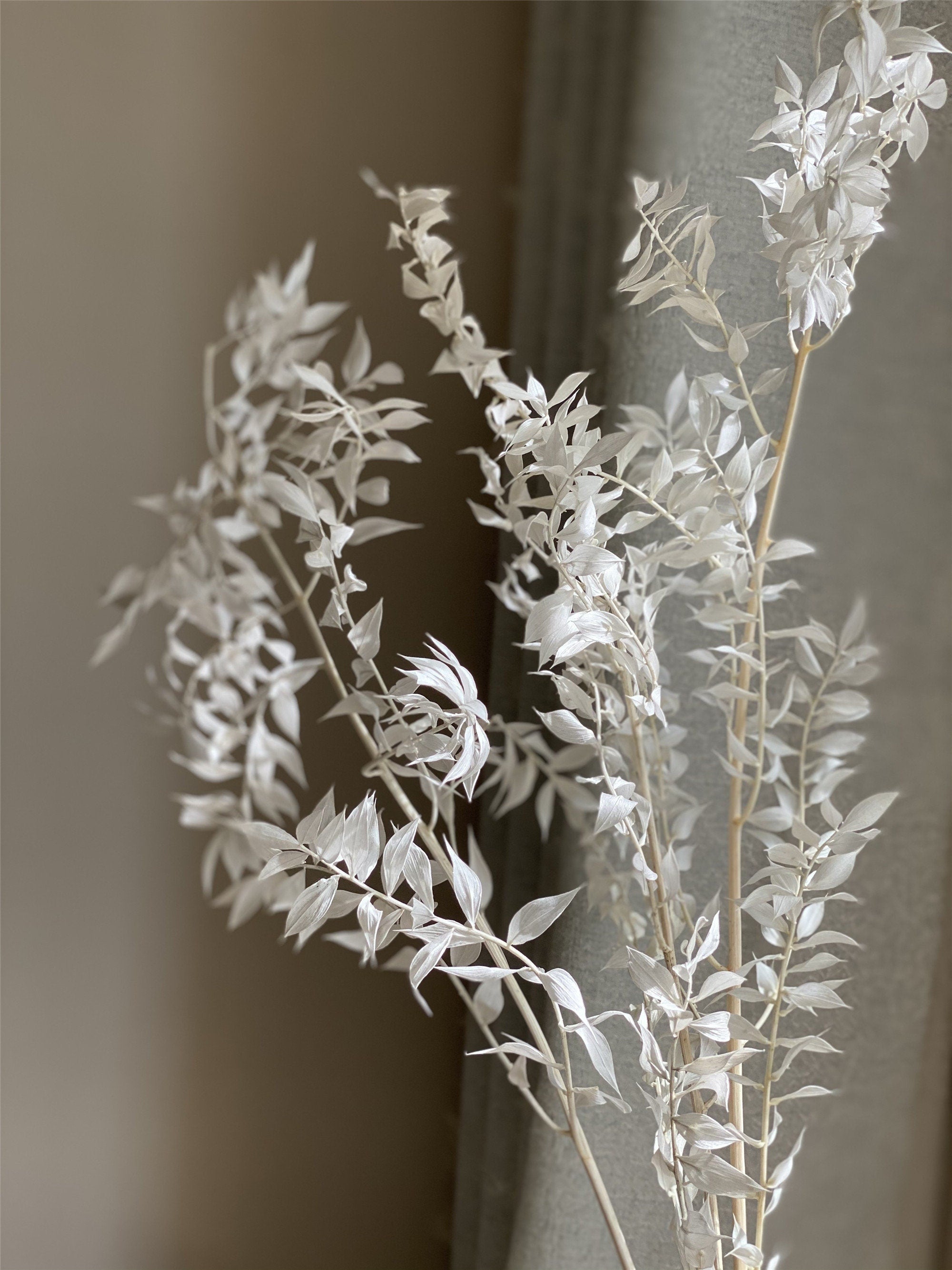 3 stems Italian White Ruscus DIY Bouquet Supply,wedding celebration,home decoration. -PAMPAS grass wholesale and dried flowers wholesale near me