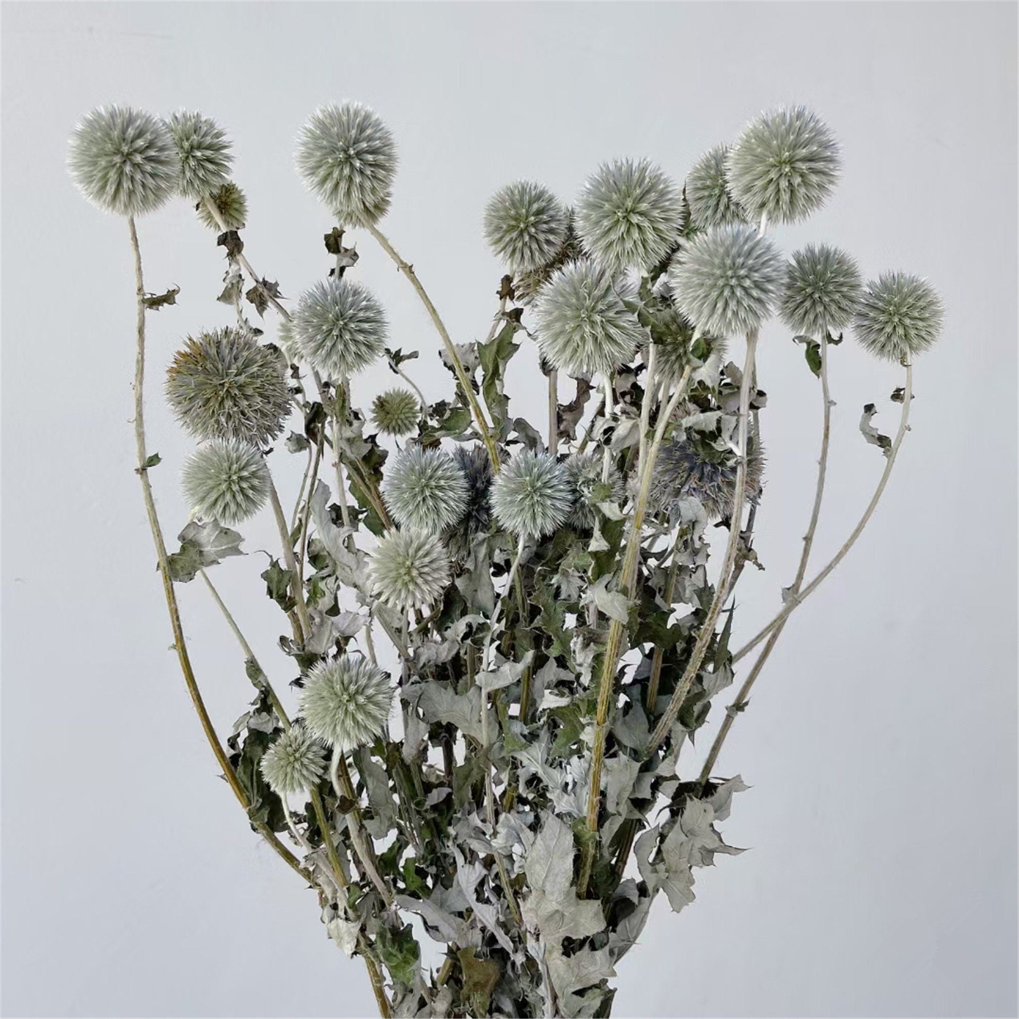 15-18 flower heads globe thistle, blue thistle, natural Globe Thistle bunch， dried Echinop balls dried flowers arrangement blue flowers for vase DIY craft supply home wedding decor -PAMPAS 