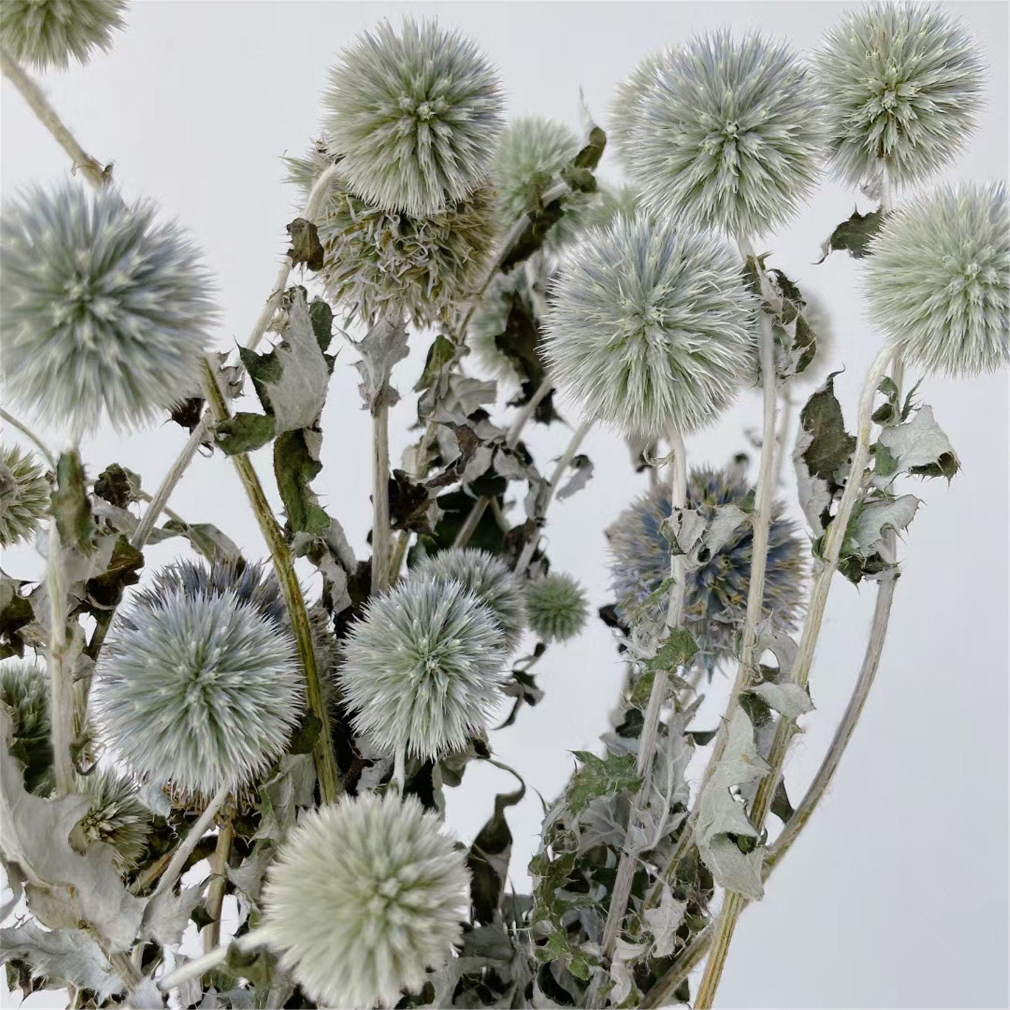 15-18 flower heads globe thistle, blue thistle, natural Globe Thistle bunch， dried Echinop balls dried flowers arrangement blue flowers for vase DIY craft supply home wedding decor -PAMPAS 