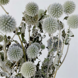 15-18 flower heads globe thistle, blue thistle, natural Globe Thistle bunch， dried Echinop balls dried flowers arrangement blue flowers for vase DIY craft supply home wedding decor -PAMPAS 
