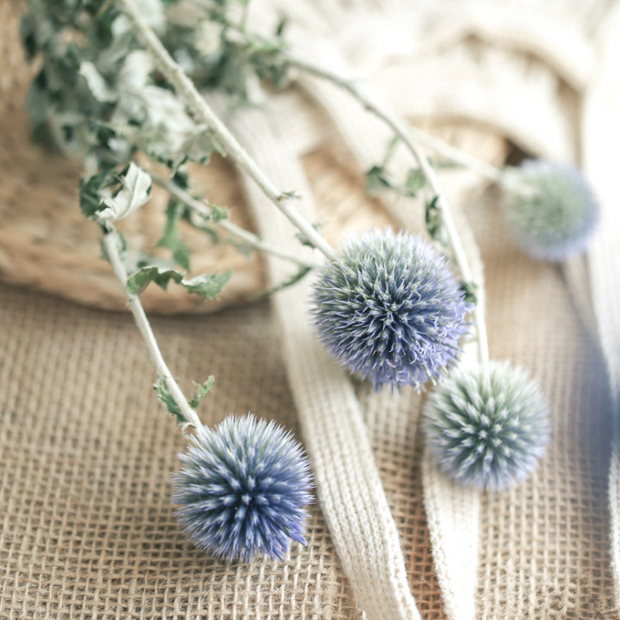 15-18 flower heads globe thistle, blue thistle, natural Globe Thistle bunch， dried Echinop balls dried flowers arrangement blue flowers for vase DIY craft supply home wedding decor -PAMPAS 