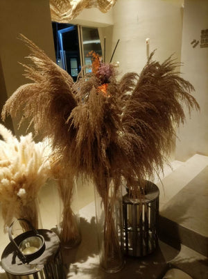 5 stems pampas grass 34'' , dried flowers, pampasgrass, Natural Dried Pampas Grass, Phragmites Communis,Reed Plume,Wedding,FlowerArrangement -PAMPAS grass wholesale and dried flowers wholesal