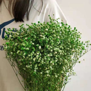 Natural preserved baby's breath bunch, straw colored baby's breath, unbleached baby's breath, natural gypsophilia, preserved gypsophilia -PAMPAS grass wholesale and dried flowers wholesale ne