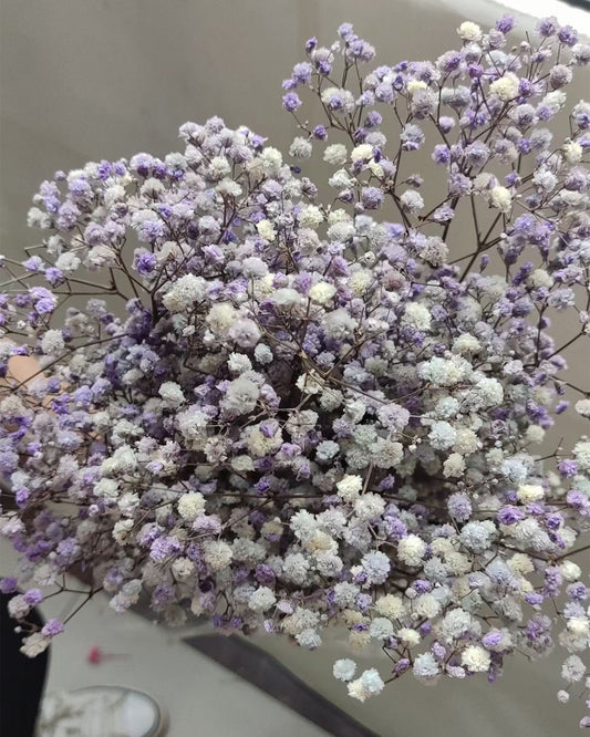 Natural preserved baby's breath bunch, straw colored baby's breath, unbleached baby's breath, natural gypsophilia, preserved gypsophilia -PAMPAS grass wholesale and dried flowers wholesale ne