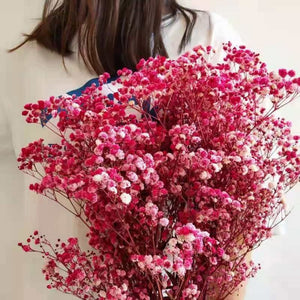 Natural preserved baby's breath bunch, straw colored baby's breath, unbleached baby's breath, natural gypsophilia, preserved gypsophilia -PAMPAS grass wholesale and dried flowers wholesale ne