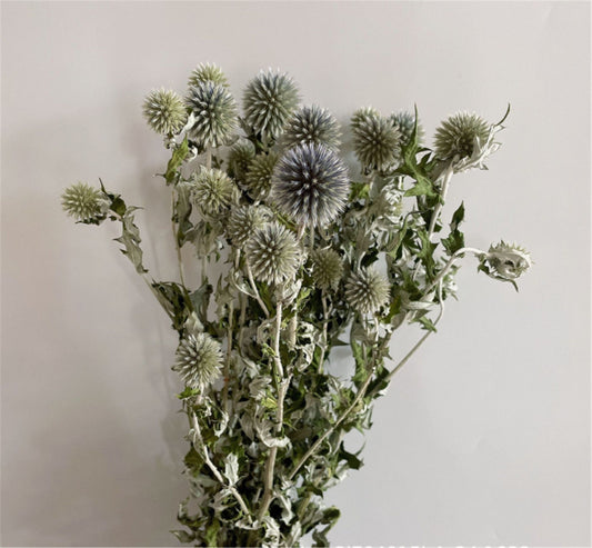 15-18 flower heads globe thistle, blue thistle, natural Globe Thistle bunch， dried Echinop balls dried flowers arrangement blue flowers for vase DIY craft supply home wedding decor -PAMPAS 