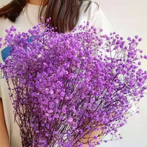 Natural preserved baby's breath bunch, straw colored baby's breath, unbleached baby's breath, natural gypsophilia, preserved gypsophilia -PAMPAS grass wholesale and dried flowers wholesale ne