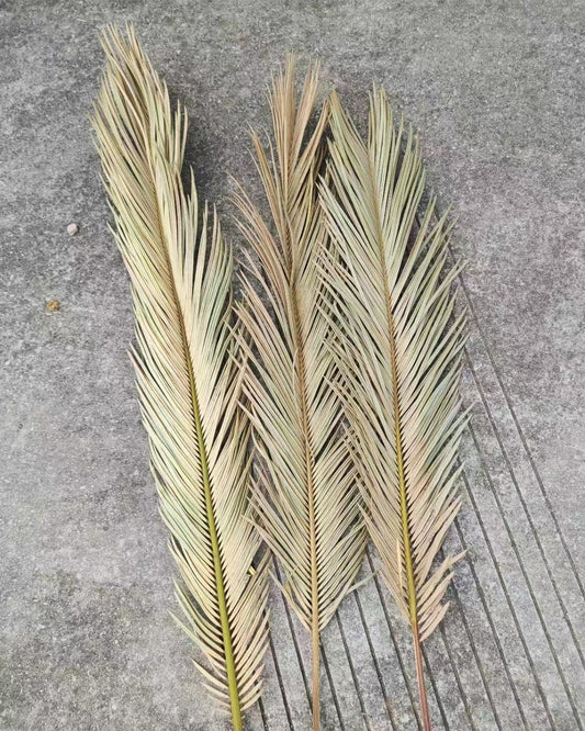 3 Stems Natural Palm leaf Dried Sago Palm Leaves，dried flower,natural flower. -PAMPAS grass wholesale and dried flowers wholesale near me