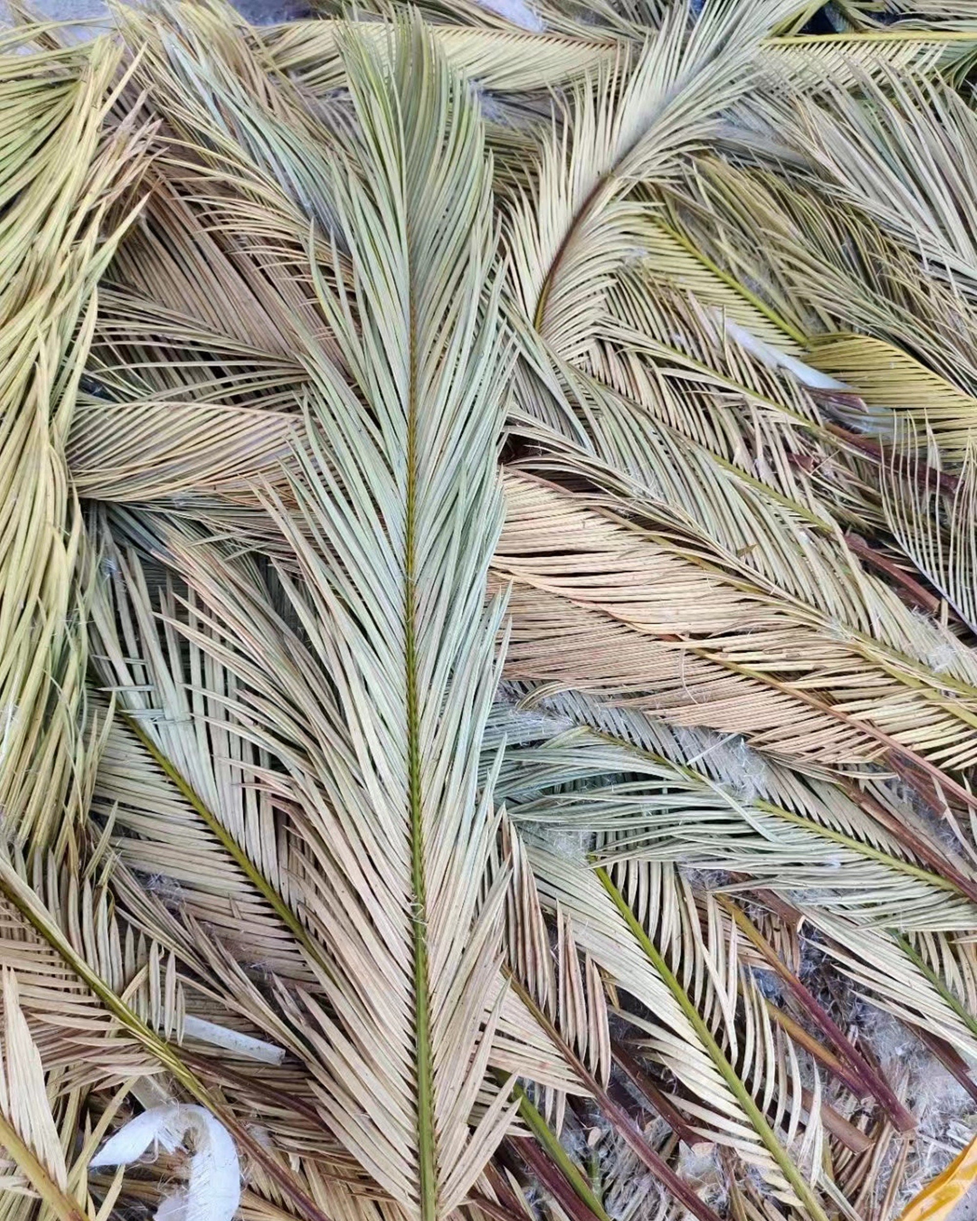 3 Stems Natural Palm leaf Dried Sago Palm Leaves，dried flower,natural flower. -PAMPAS grass wholesale and dried flowers wholesale near me
