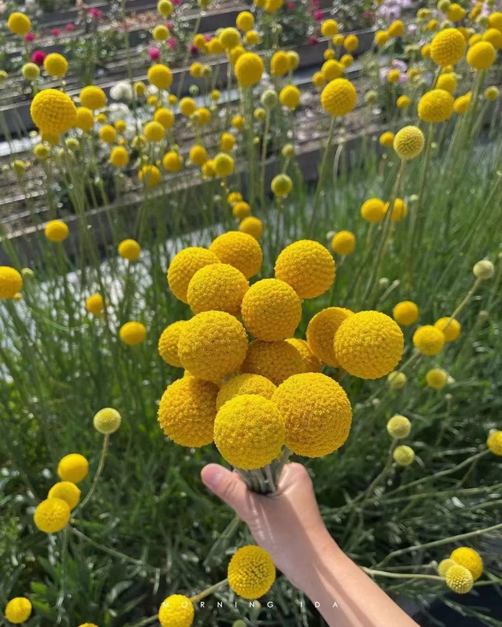 yellow billy ball| pampas grass wholesale | dried flowers wholesale,home decoration,Christmas,Wedding Celebration -PAMPAS grass wholesale and dried flowers wholesale near me