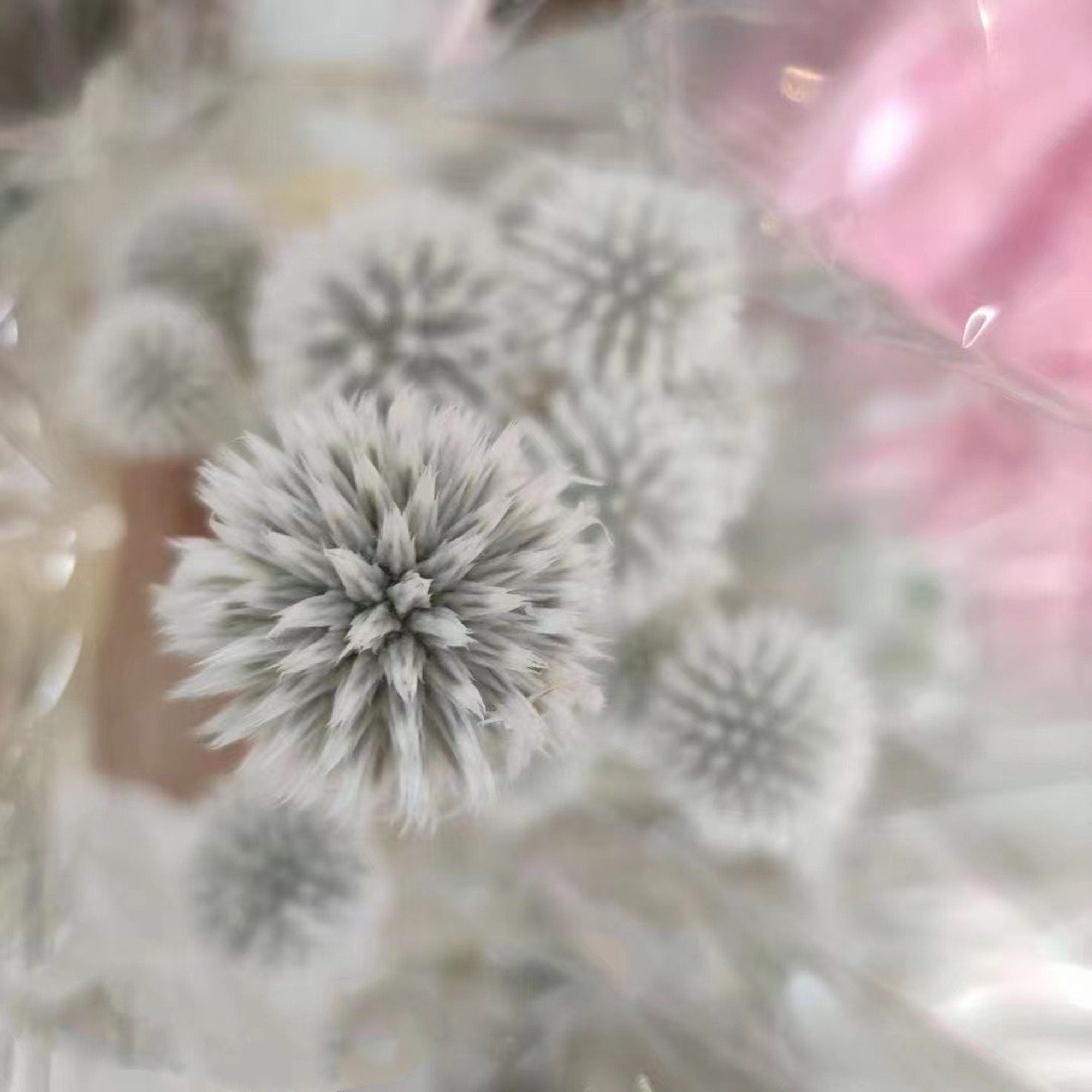 12 heade Dried Blue Globe Thistle | Blue Dried Flowers | Boho Decor | Everlasting Echinops | White Dried Florals | Dried Flower Bouquet wholesale -PAMPAS grass wholesale and dried flowers who