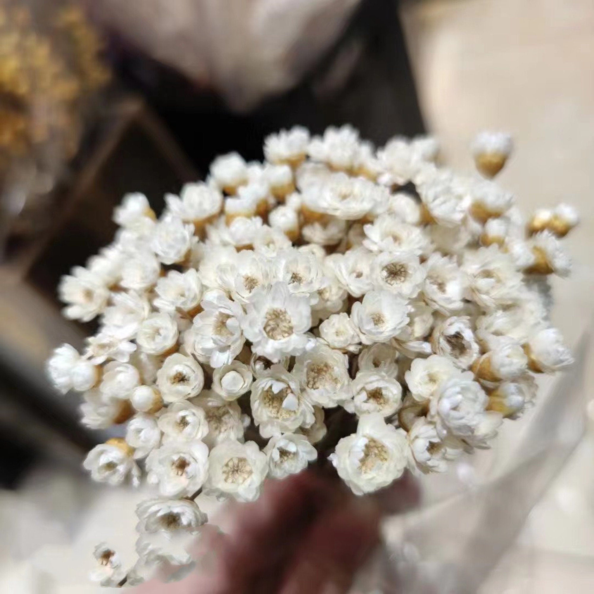 40-50 Stems Star Flower blossom in pink, dried flowers, wedding decor,home decor, dried star flowers, floral arrangements, wedding flowers -PAMPAS grass wholesale and dried flowers wholesale 