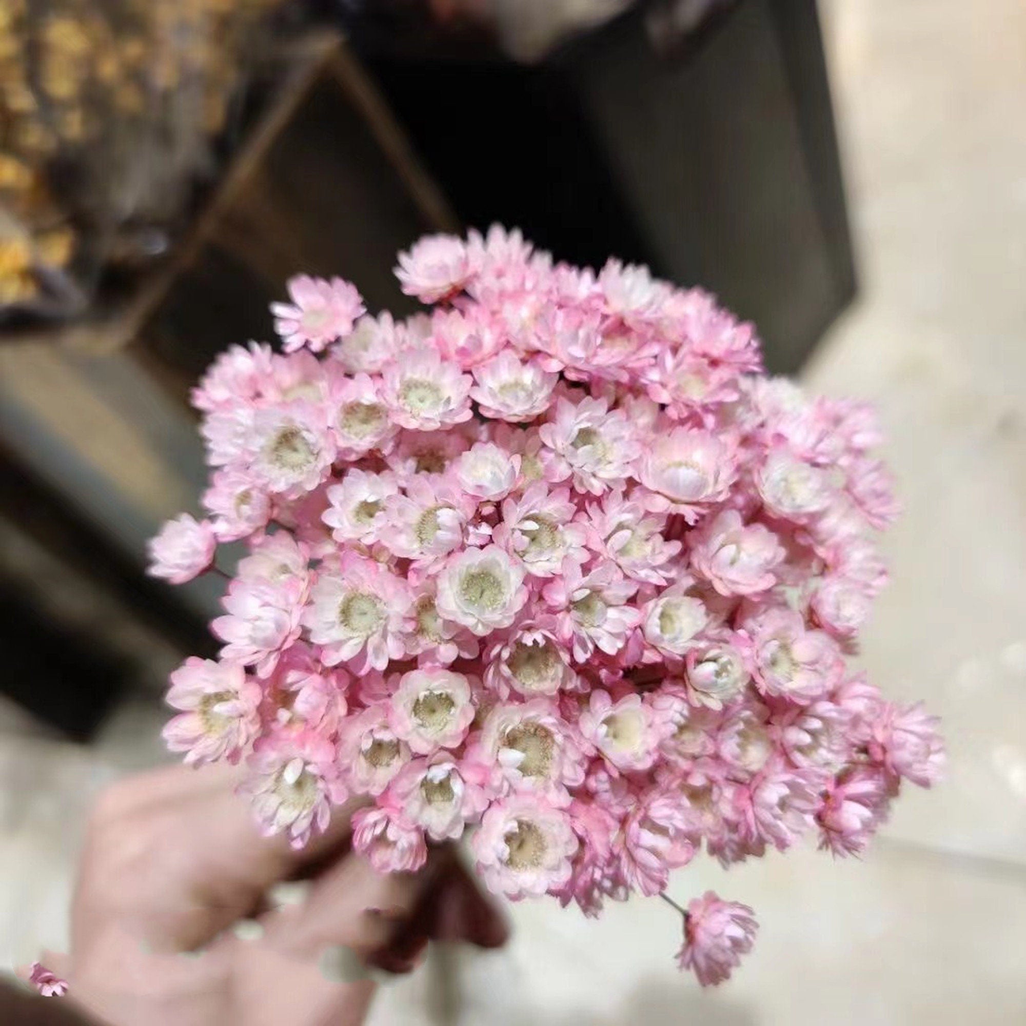 40-50 Stems Star Flower blossom in pink, dried flowers, wedding decor,home decor, dried star flowers, floral arrangements, wedding flowers -PAMPAS grass wholesale and dried flowers wholesale 