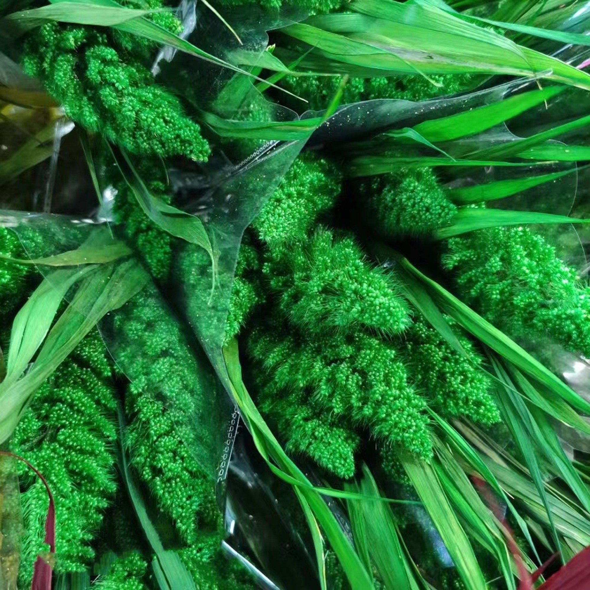 Have 5 stems  Preserved Millet Grass - 15-18" Tall Dried Flowers, Wedding Flowers, bunny tails flowers, Naturally Dried flower. -PAMPAS grass wholesale and dried flowers wholesale near me