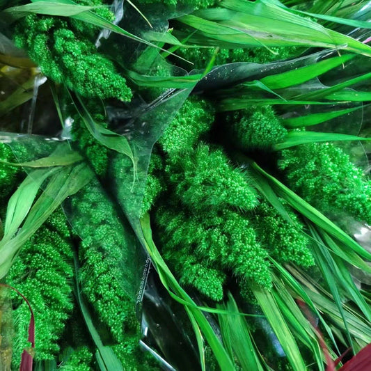 Have 5 stems  Preserved Millet Grass - 15-18" Tall Dried Flowers, Wedding Flowers, bunny tails flowers, Naturally Dried flower. -PAMPAS grass wholesale and dried flowers wholesale near me