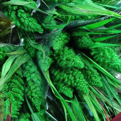 Have 5 stems  Preserved Millet Grass - 15-18" Tall Dried Flowers, Wedding Flowers, bunny tails flowers, Naturally Dried flower. -PAMPAS grass wholesale and dried flowers wholesale near me