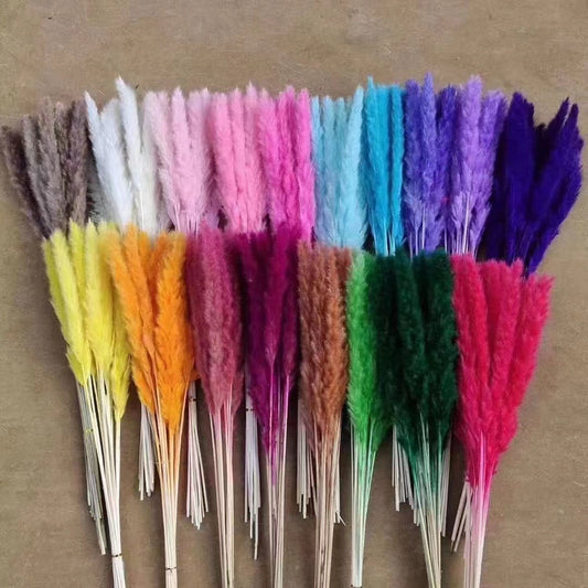 15 stems colorful Pampas Grass 23"-24" | White Pampas Grass | Dried Flowers For Interior Decor | Wedding Floral Decorations | Dyed Pampas Grass -PAMPAS grass wholesale and dried flowers whole