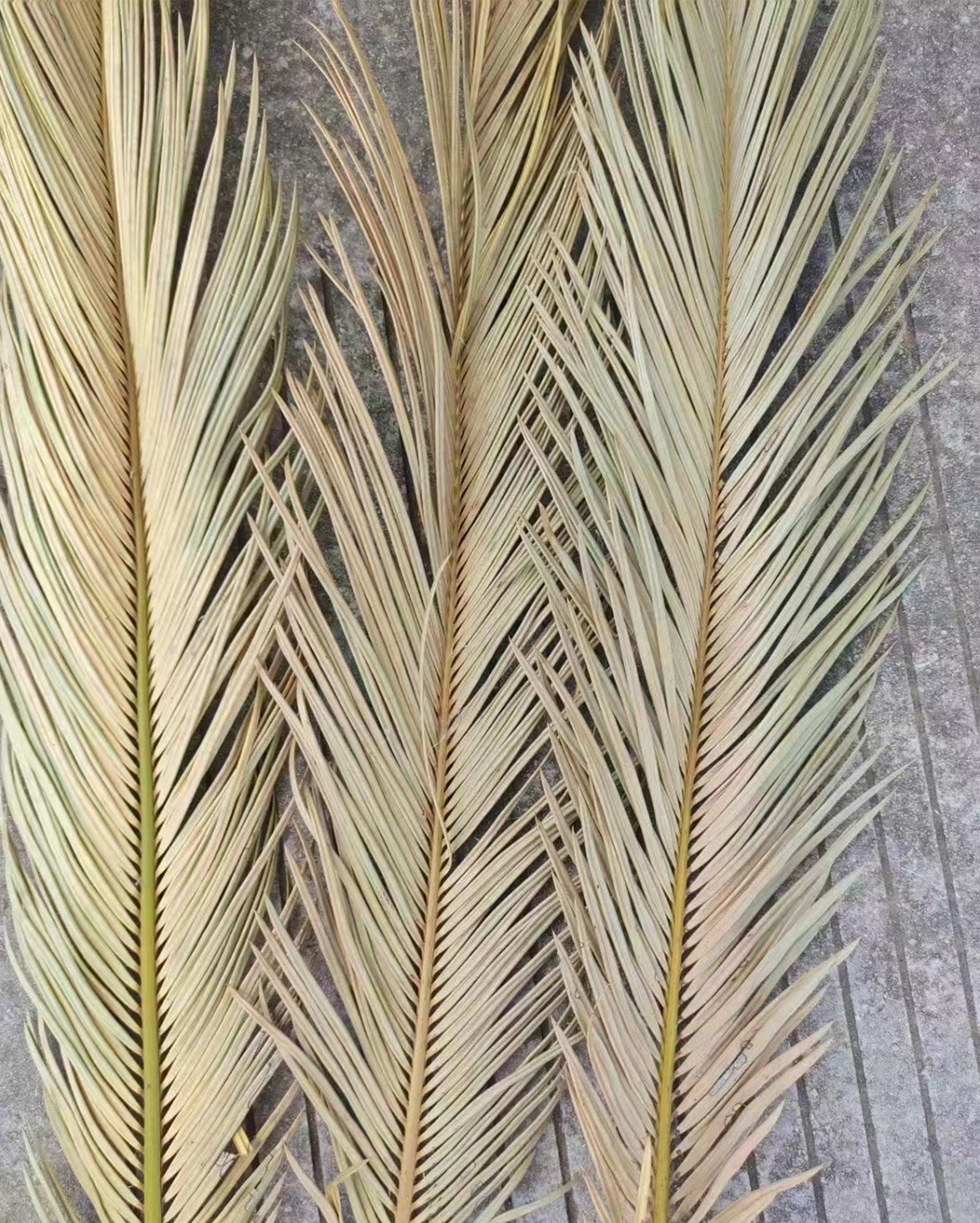 3 Stems Natural Palm leaf Dried Sago Palm Leaves，dried flower,natural flower. -PAMPAS grass wholesale and dried flowers wholesale near me