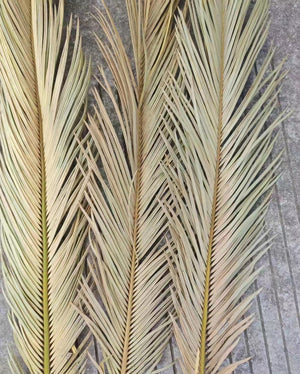 3 Stems Natural Palm leaf Dried Sago Palm Leaves，dried flower,natural flower. -PAMPAS grass wholesale and dried flowers wholesale near me