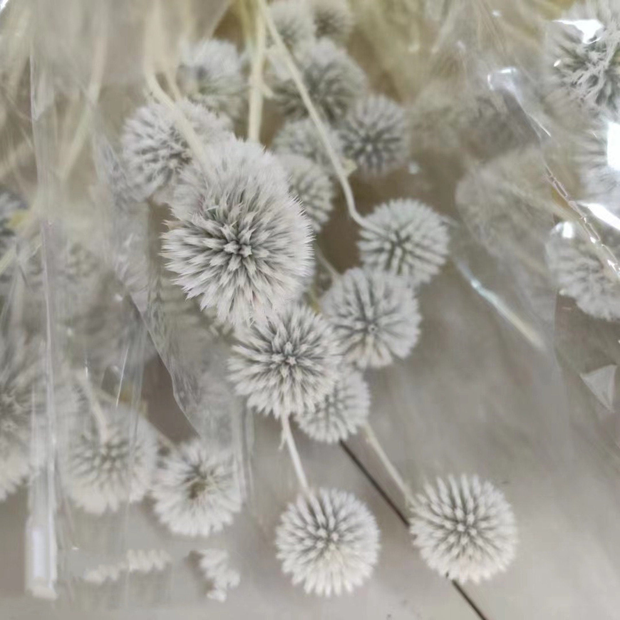 12 heade Dried Blue Globe Thistle | Blue Dried Flowers | Boho Decor | Everlasting Echinops | White Dried Florals | Dried Flower Bouquet wholesale -PAMPAS grass wholesale and dried flowers who