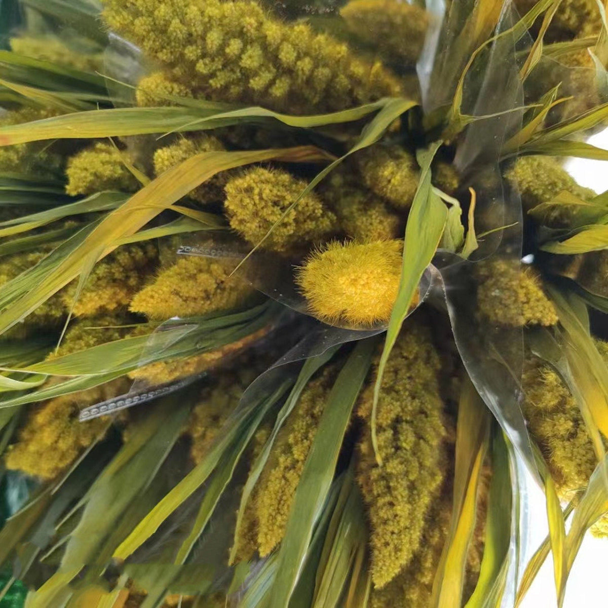 Have 5 stems  Preserved Millet Grass - 15-18" Tall Dried Flowers, Wedding Flowers, bunny tails flowers, Naturally Dried flower. -PAMPAS grass wholesale and dried flowers wholesale near me