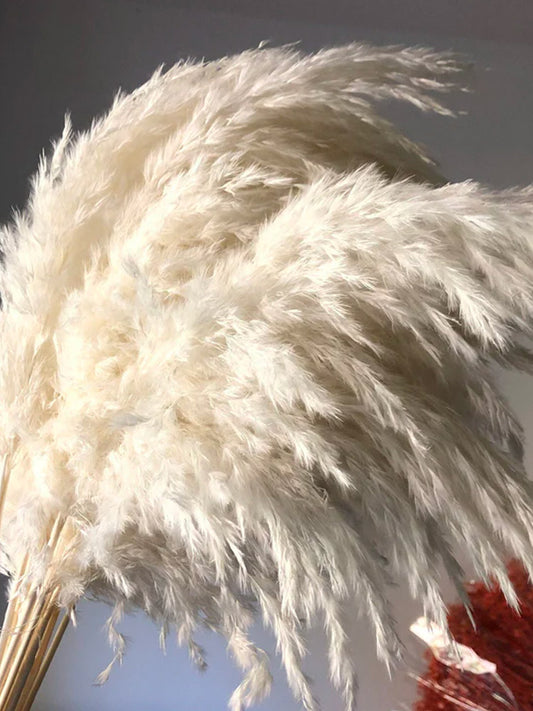 5 STEMS White PAMPAS GRASS - Natural Dried Pampas Grass Decor, Reed Plume, Dry Boho Wedding Flower Arrangement, Tall Bohemian Plant Home Decor -PAMPAS grass wholesale and dried flowers wholes